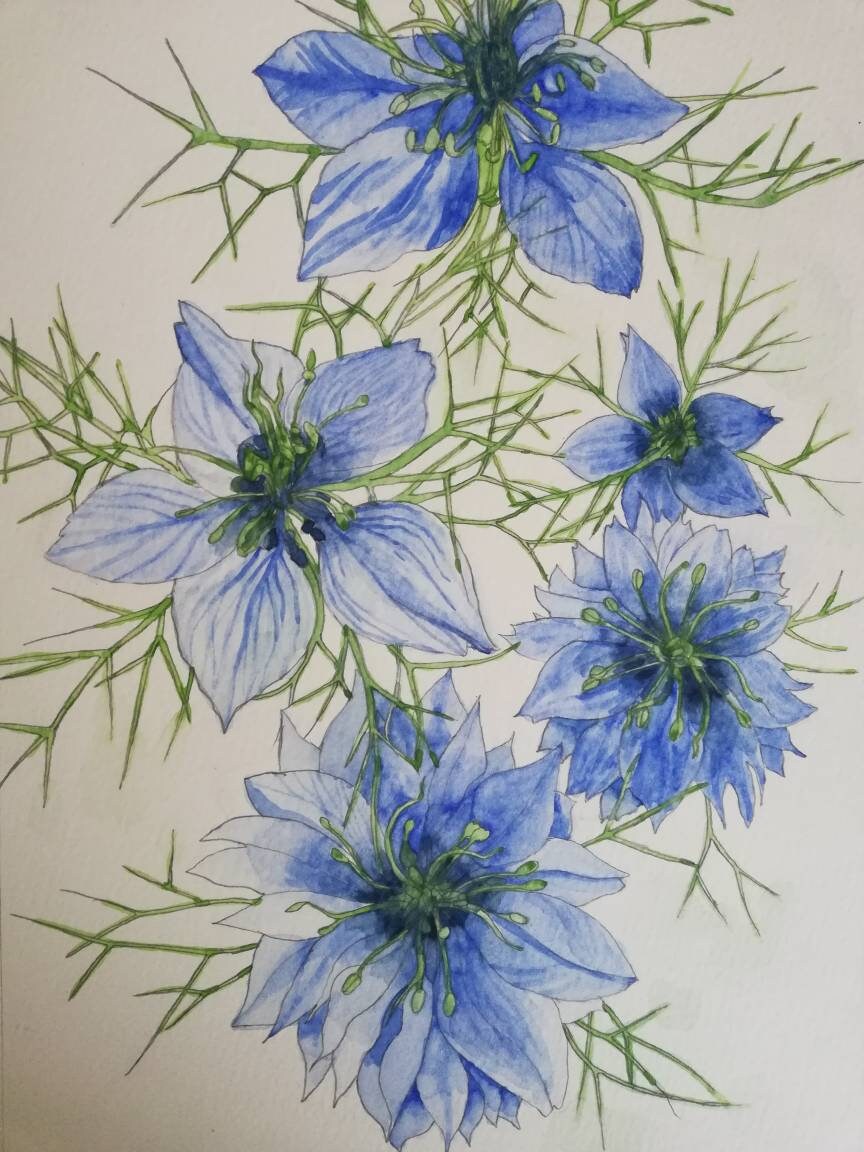 Loveinamist Watercolour,loveinamist Painting,cornflowers