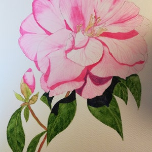 Camellias painting, pink camellias, camellia painting, camellia watercolor, camellia wall art, camellia wall decor, camellia watercolour.