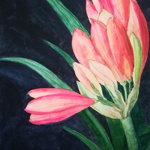 Clivia watercolour painting,budding clivia watercolor painting,clivia artwork,orange clivia art,clivia wall decor,clivia painting,clivia art
