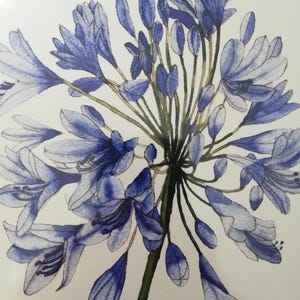Agapanthus giclee print, agapanthus watercolour, agapanthus painting, agapanthus wall art, agapanthus wall decor, agapanthus art print.