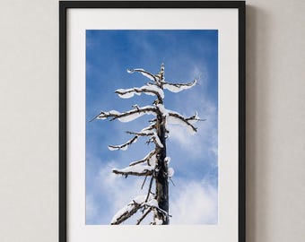 Fotografía de un árbol cubierto de nieve, arte mural de invierno de la Columbia Británica, decoración de cabaña de montaña.