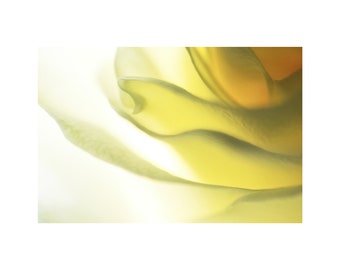 Soft Yellow Rose Photo, Butter Cream, Flower Photography