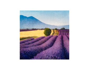 French Lavender Photo, Bold Purple Lines, Provence, France