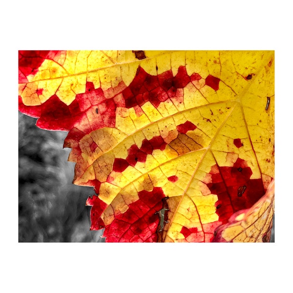 Autumn Leaf Photo, Honey Gold, Burgundy, Macro Photography, French Vineyard