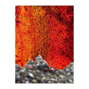 Grape Leaf Photo, Autumn Colors, Macro Photography, Fall Home Decor, Red, Pink, Gold image 1