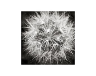 Starburst Photograph, Dandelion, Black White Photography, Seed Head, Nature Photography