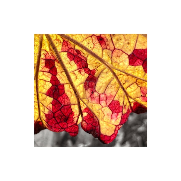Autumn Colors Photo, Liquid Gold, Wine Red, Grape Leaf, Macro Photography