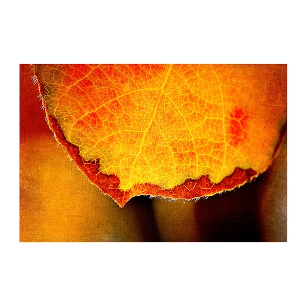 Honey Gold Leaf Photo, Macro Photography, Fall Home Decor, Rust Red, Autumn Colors