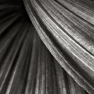 Black and White Photo, Modern Art, Corn Lily, Macro Photo, Sweeping Curves, Nature Photography image 2