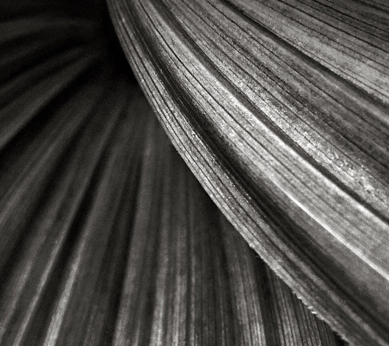 Black and White Photo, Modern Art, Corn Lily, Macro Photo, Sweeping Curves, Nature Photography image 2