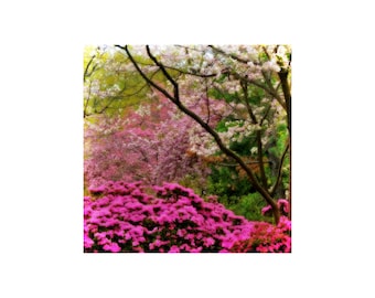 Cherry Blossom Tree Photo, Quiet Garden, Washington DC, Floral Photography, Mother's Day, Magenta Pink, Fuchsia Pale Pink