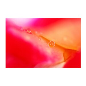 Water Droplet on Rose, Macro Photograph, Floral Photography