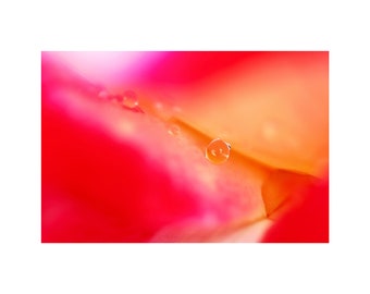 Water Droplet on Rose, Macro Photograph, Floral Photography