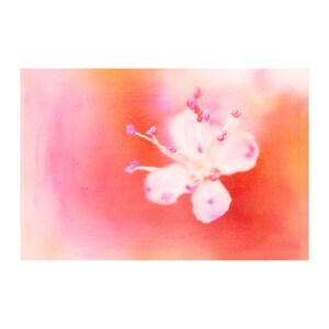 May include: A delicate white flower with pink accents blooms against a soft orange and pink background.