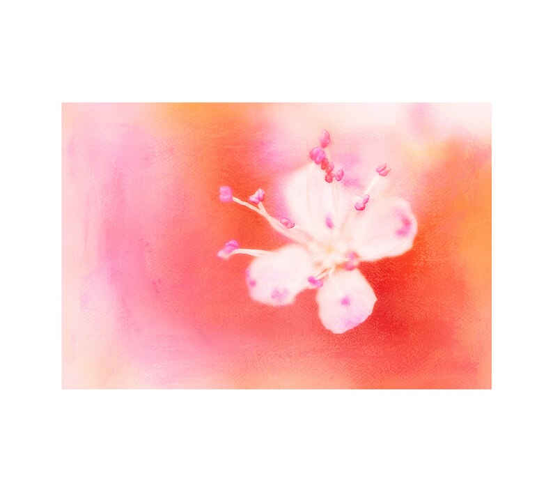 May include: A delicate white flower with pink accents blooms against a soft orange and pink background.