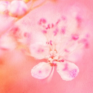 May include: A soft, pink and white flower with a delicate, textured surface. The flower is in focus, while the background is blurred and out of focus.