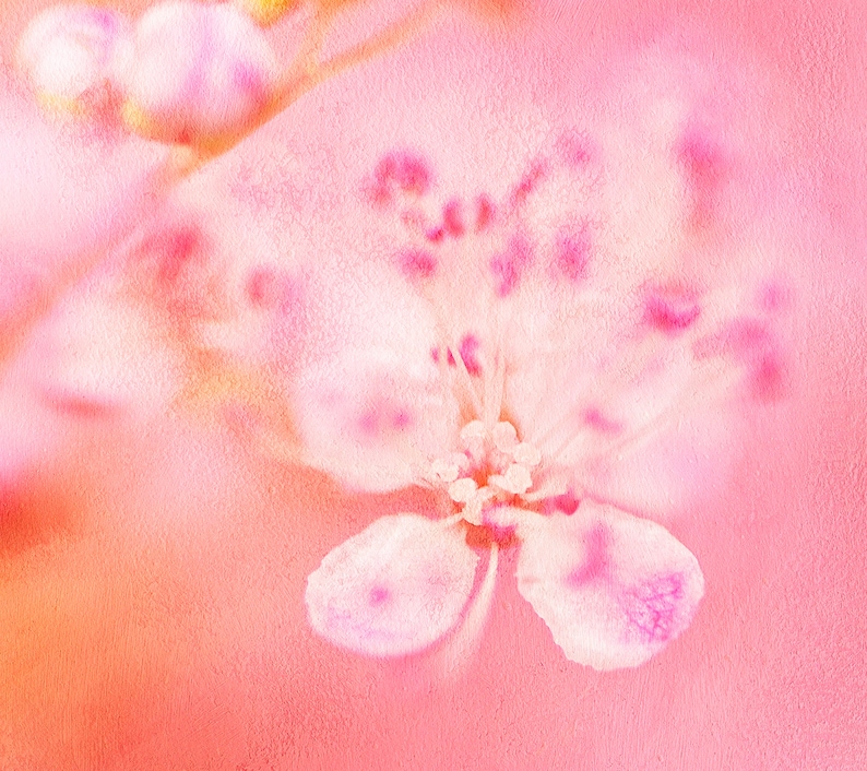 May include: A soft, pink and white flower with a delicate, textured surface. The flower is in focus, while the background is blurred and out of focus.
