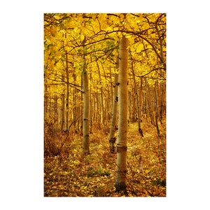 Golden Aspen Photo, Honey Gold, Autumn Colors, Fall Leaves image 1