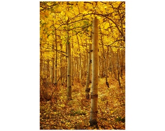 Golden Aspen Photo, Honey Gold, Autumn Colors, Fall Leaves