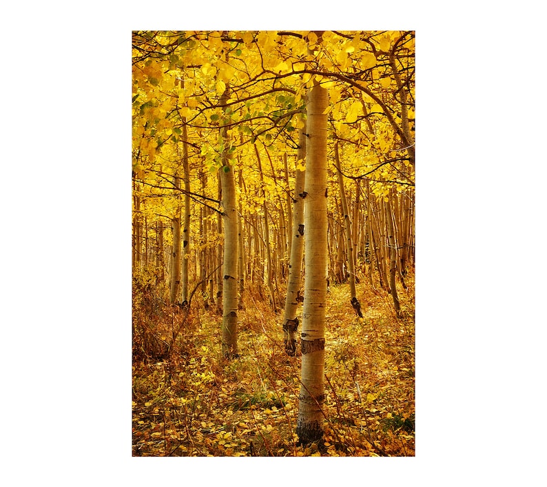 Golden Aspen Photo, Honey Gold, Autumn Colors, Fall Leaves image 1