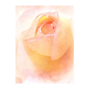 Delicate Blush Rose Photo, Feminine, Gift for Her, Anniversary, Birthday