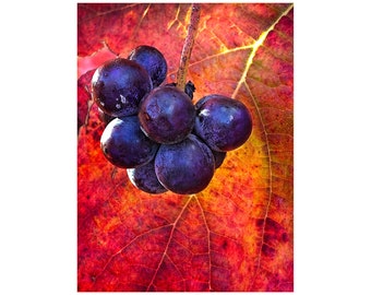 Wine Photography, Grapes on the Vine, Restaurant Art, Rich Autumn Colors, Thanksgiving