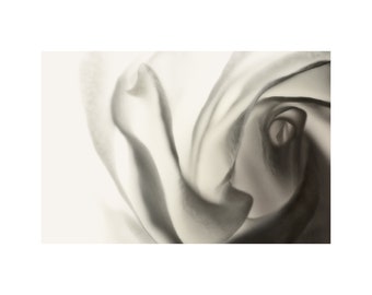 White Rose Photo, Black and White Photography, Floral Art