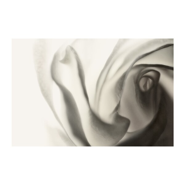 White Rose Photo, Black and White Photography, Floral Art