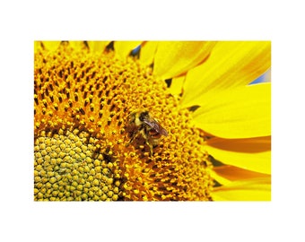 Sunflower Photo, Honey Bee, Golden Yellow Flower, Floral Photography, Bright Yellow, Home Decor, Cottage Chic