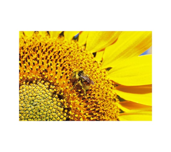 Sunflower Photo, Honey Bee, Golden Yellow Flower, Floral Photography, Bright Yellow, Home Decor, Cottage Chic