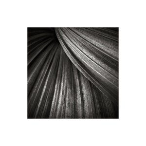 Black and White Photo, Modern Art, Corn Lily, Macro Photo, Sweeping Curves, Nature Photography image 1