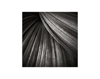 Black and White Photo, Modern Art, Corn Lily, Macro Photo, Sweeping Curves, Nature Photography