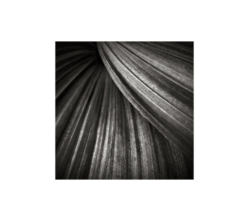 Black and White Photo, Modern Art, Corn Lily, Macro Photo, Sweeping Curves, Nature Photography image 1