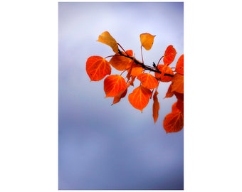 Autumn Storm, Aspen Leaves, Fall Colors, Autumn Decor, Rocky Mountains, Nature Photo, Orange, Steel Grey Gray