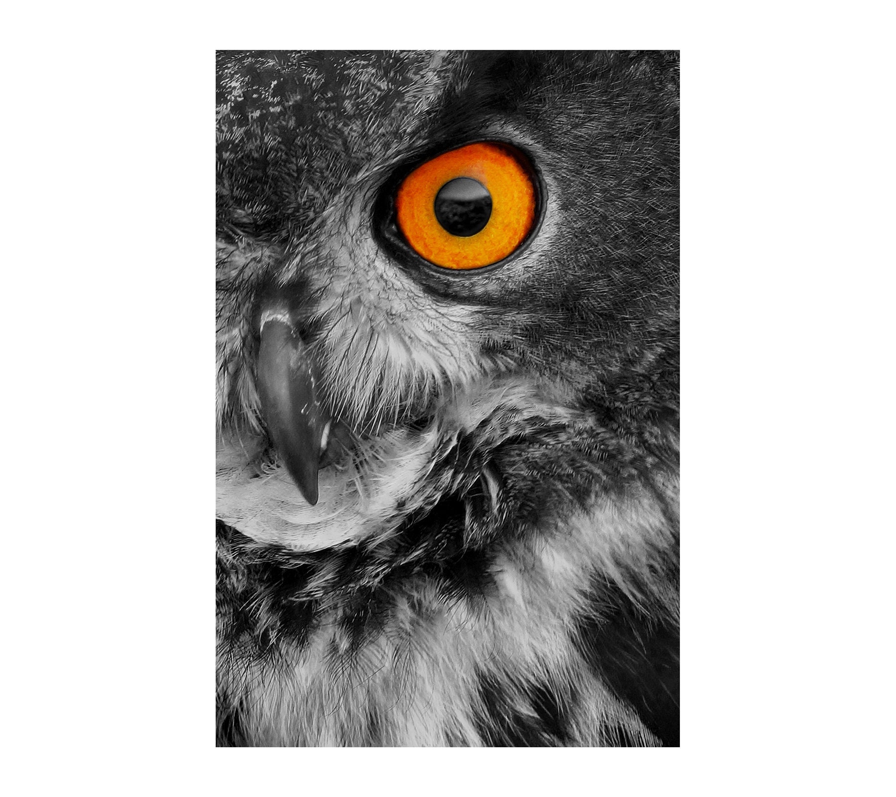 Eagle Owl Photo, Wildlife Photography, Bird Photo, Nature Photography, Black and White, Halloween