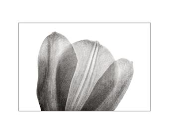 White Tulip Photo, Translucent Petals, Black and White Photo, Nature Photography, Wall Art, Home Decor