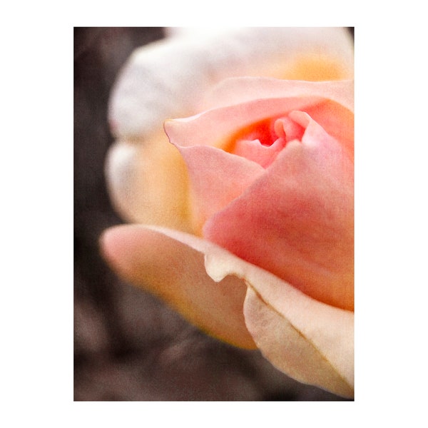 Rose Photograph, Gift for Her, Anniversary, Garden Art