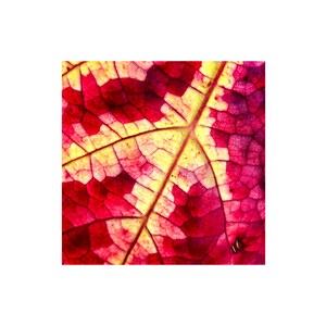 Puede incluir: Primer plano de una hoja con un vibrante patrón rojo y amarillo. La hoja tiene una delicada red de venas, creando un hermoso diseño abstracto.