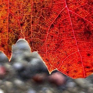 Grape Leaf Photo, Autumn Colors, Macro Photography, Fall Home Decor, Red, Pink, Gold image 2
