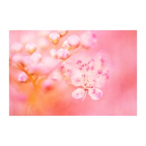 May include: A close-up of a delicate pink flower with a soft, blurred background. The flower has a delicate, almost translucent appearance, with a hint of purple in the center.