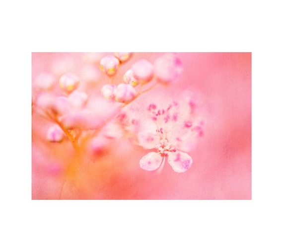 Cotton Candy Flowers, Soft, Romantic, Flower Photography, Girl's Room Decor, Pink Nursery Art