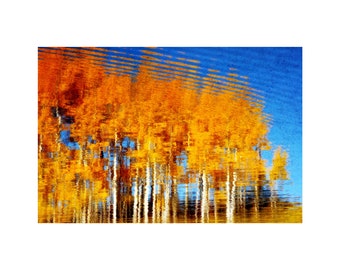 Aspen Trees Photo, Autumn Colors, Gold, Blue, Rocky Mountains