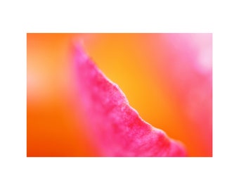 Tropical Sunrise Rose Photograph, Garden Art, Tangerine, Hot Pink
