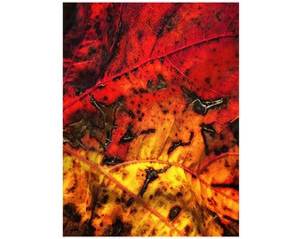 Autumn Leaf Photo, Fire Photograph, French Vineyard, Autumn Colors, Nature Photography