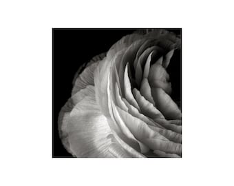 Flower Petals Photograph, White Flower, Black White Photography, Chiaroscuro, Floral Photography