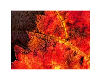 Grapevine Photo, Macro Photography, Brown, Red, Gold, Autumn Colors, Thanksgiving