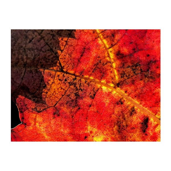 Grapevine Photo, Macro Photography, Brown, Red, Gold, Autumn Colors, Thanksgiving