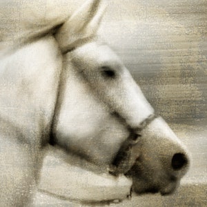 May include: A close-up of a white horse's head with a brown leather bridle. The horse's eye is visible, and the background is a blurred, textured beige.