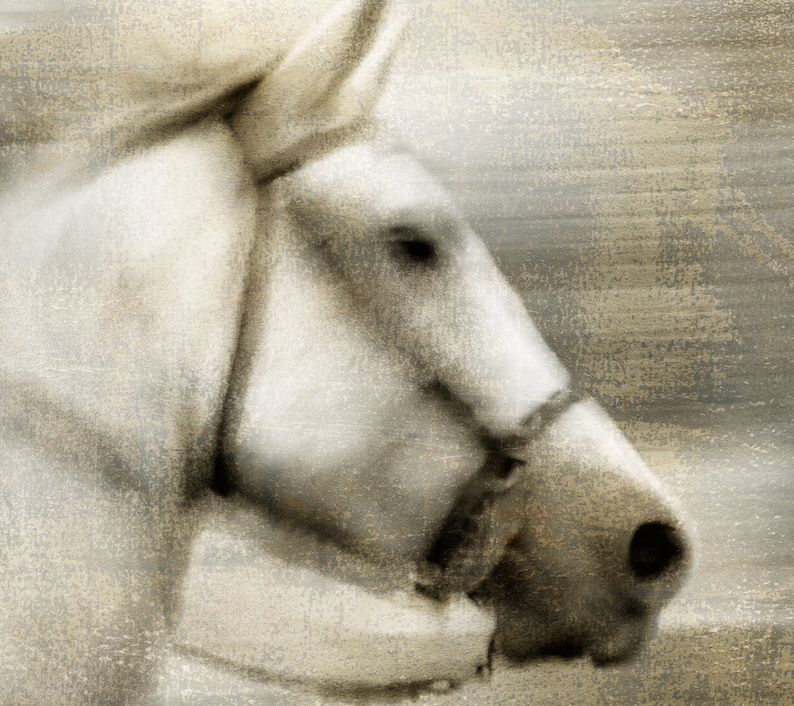 May include: A close-up of a white horse's head with a brown leather bridle. The horse's eye is visible, and the background is a blurred, textured beige.