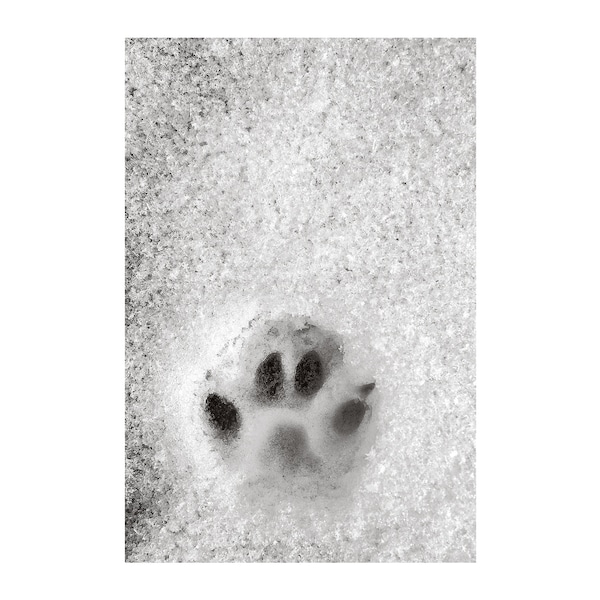 Impresión de pata de zorro en fotografía de nieve, blanco y negro, bosque de vida silvestre
